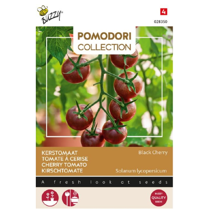 Paradajs-crni-Chery-Buzzy® Pomodori, Kerstomaat Black Cherry-BZ028350