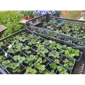 STRAWBERRY SEEDLINGS-MG215744