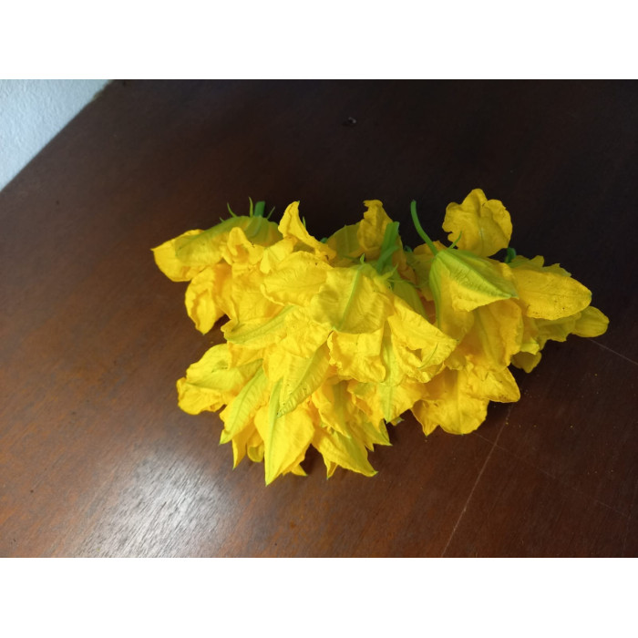 Tikvica-cvijet-Gourd flower-MG819872