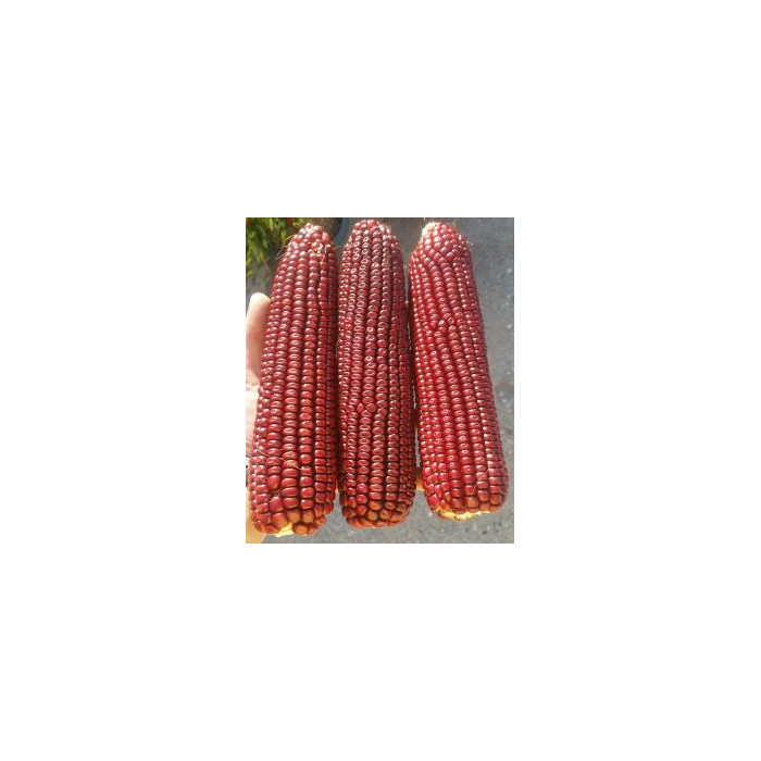 Kukuruz-Crveni-Red Corn-MG24725