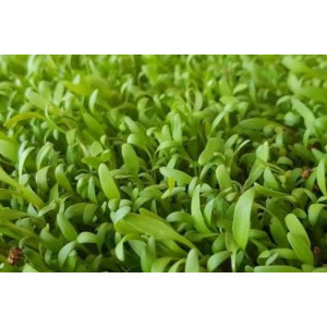 Spinach microgreens-MG24733