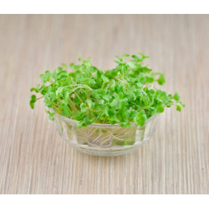 Spinach microgreens-MG24733