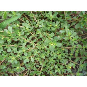 Portulaca-Tust-MG24735