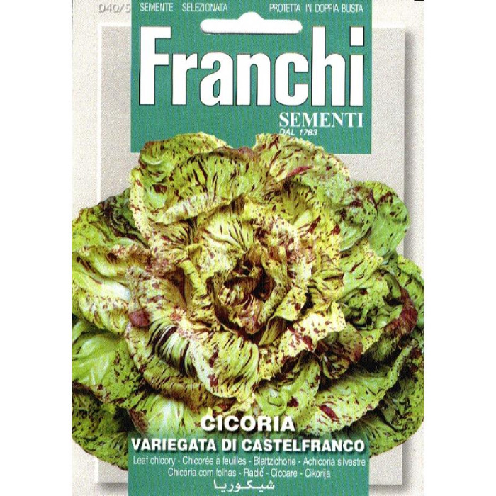 Radic-Cikorija-Fr Radicchio, Cicoria Castelfranco-FR880633