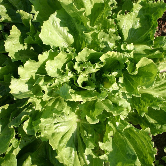 Endive 'Batavian Broad Leaved'-BS1010