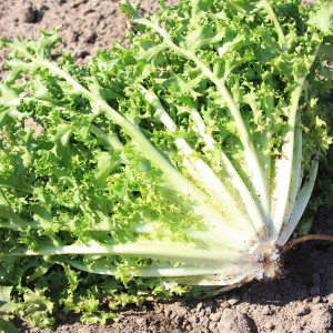 Endive 'Wallonne'...