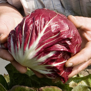 Radicchio Rosso 'Leonardo...