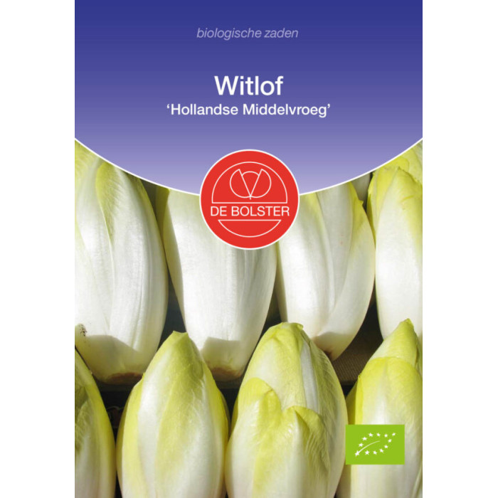 Chicory 'Hollandse Middelvroeg'-BS2050