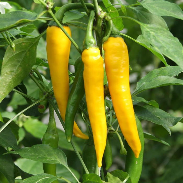 Hot pepper 'Koh Chang'-BS1636