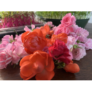 Mini organic roses-MG24852