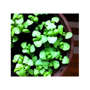 Micro basil-MG24886