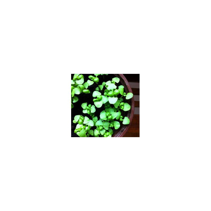 Micro basil-MG24886