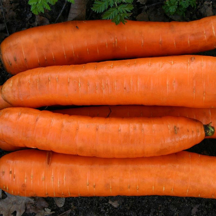 Sargarepa-'Autumn King 2'-Carrot 'Autumn King 2'-BS2070