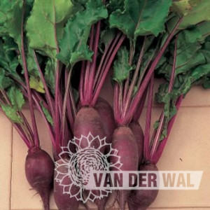 BEET CYLINDRA-VDW38