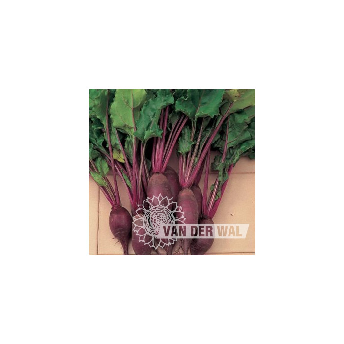 BEET CYLINDRA-VDW38