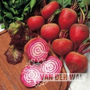 BEET CHIOGGIA (ITALIAN...