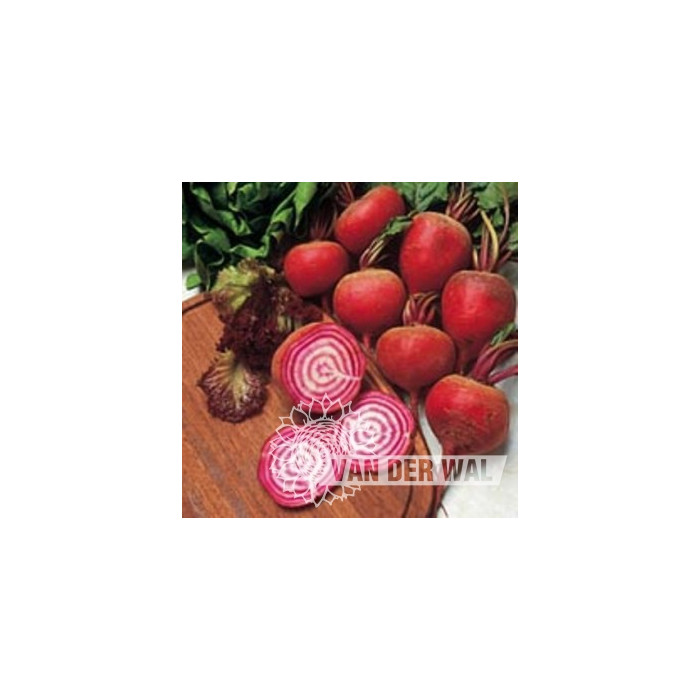 BEET CHIOGGIA (ITALIAN BARBIETOLA)-VDW34