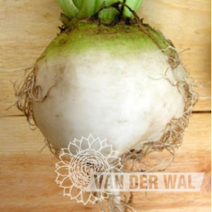 BEET VEREDUNA ALBA-VDW34A