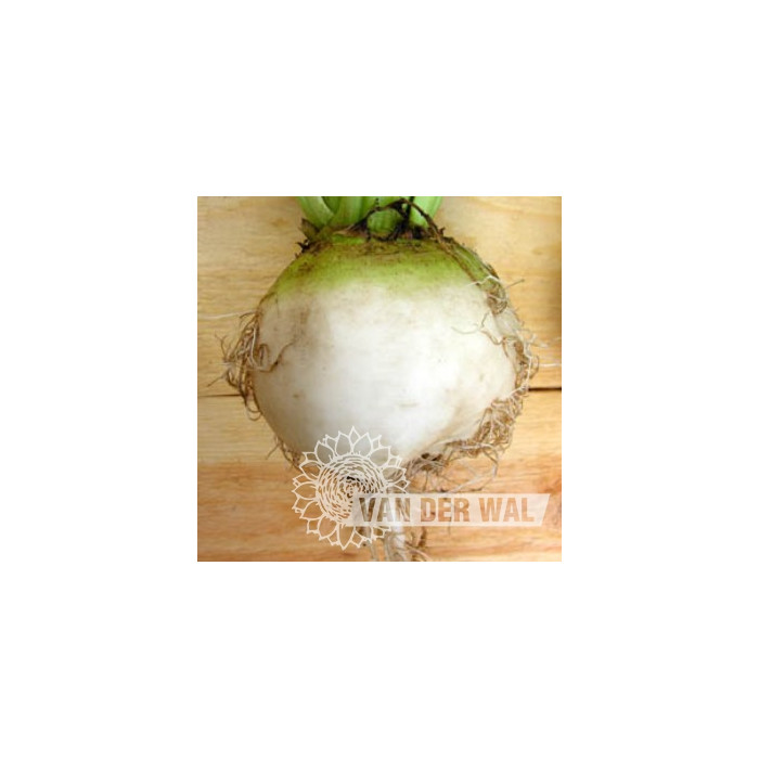 BEET VEREDUNA ALBA-VDW34A