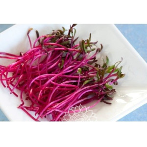 BEET CRESS-ORGANIC-VDW1982