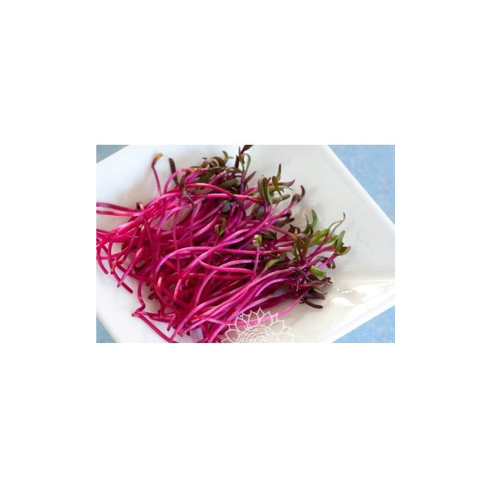 BEET CRESS-ORGANIC-VDW1982