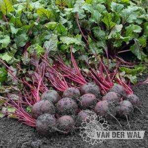 BEET MANZU F1 HYBRID-VDW32A