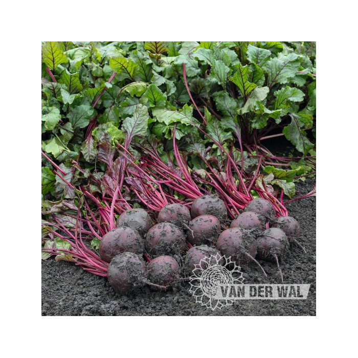 BEET MANZU F1 HYBRID-VDW32A