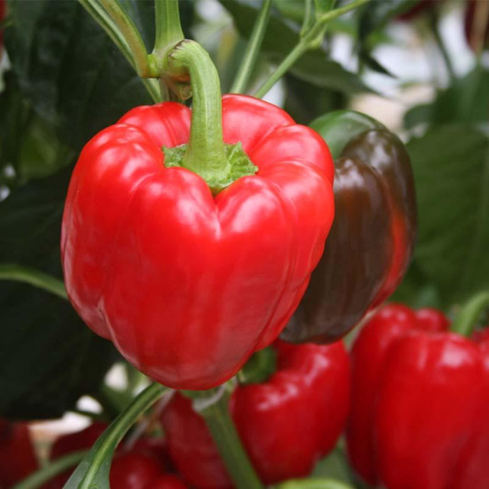 Paprika 'Olly F1'-Bell pepper 'Olly F1'-BS1621