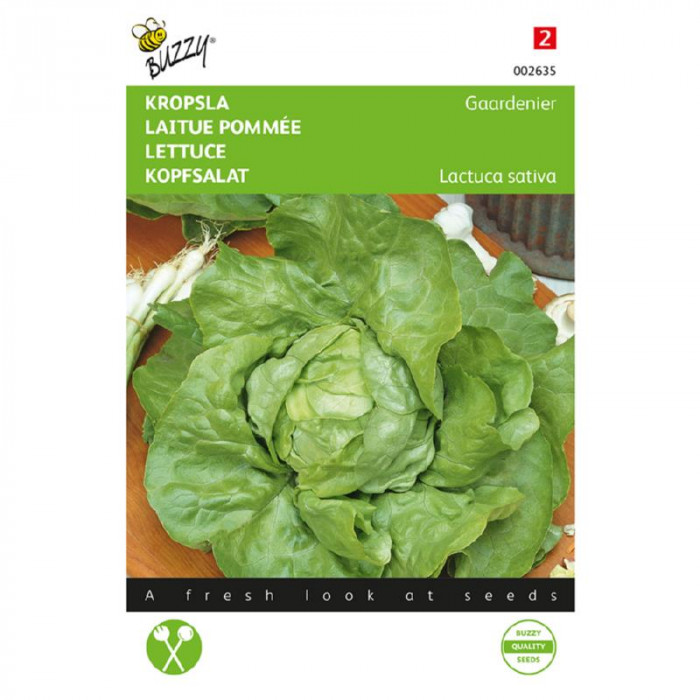 Salata-pozna-Head lettuce Gaardenier, very late bolting-BZ002635