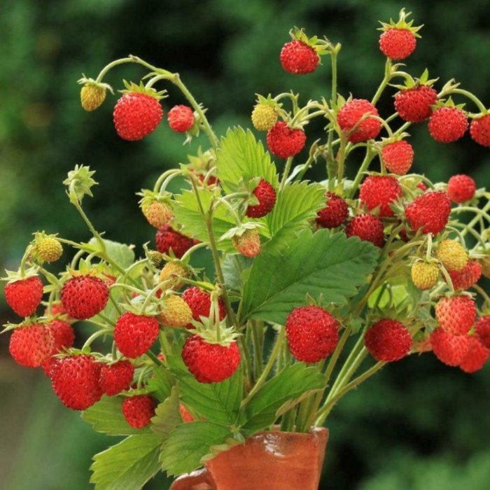 Jagode crvene sumske sadnice 'Baron Von Solemacher'-Red forest strawberries seedlings 'Baron Von Solemacher'-MG040720