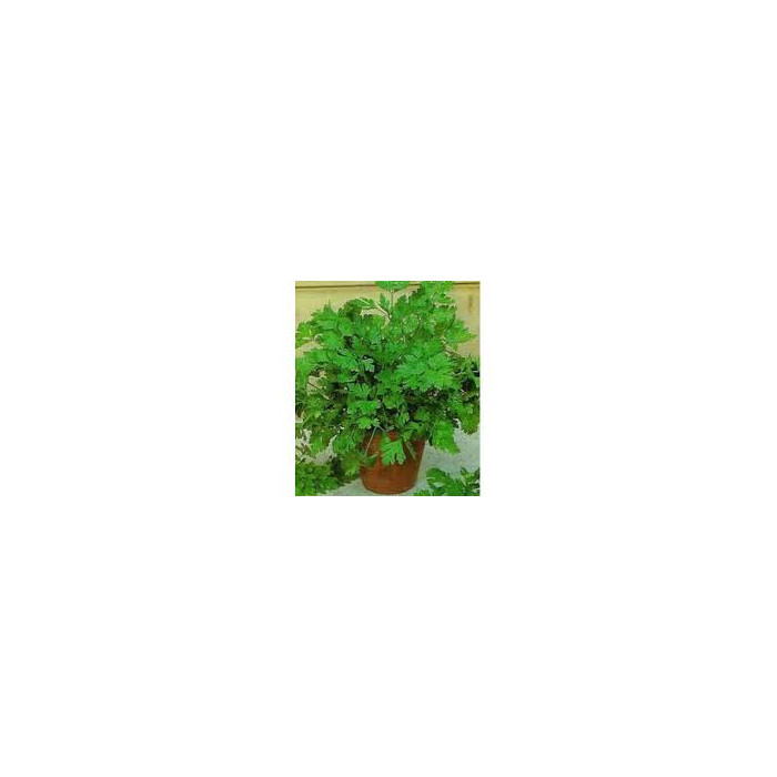 Rasad persun-Parsley seedlings-MG3195