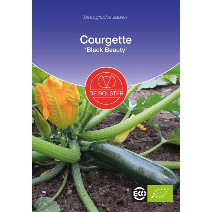 Courgette 'Black Beauty'-BS1352