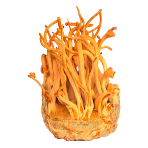 Cordyceps Sinensis Capsules...