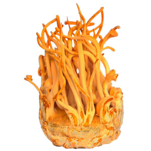 Cordyceps Sinensis Extract...