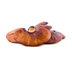 Reishi ekstrakt 30%...