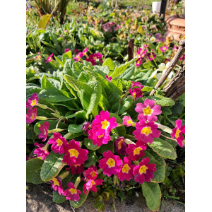 Cvijet jagorcevine-Primrose...