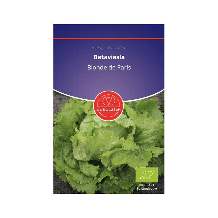 Salata-Blondina Pariza-De-Bolster-Bataviasla-Blonde-de-Paris-BS1840