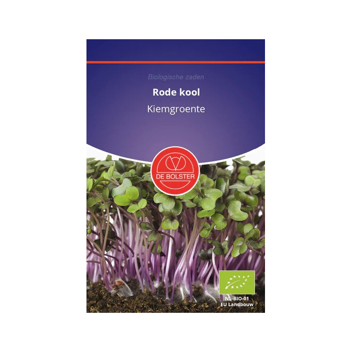 Kupus-crveni-Rode kool - Kiemgroente Brassica oleracea-BS9045