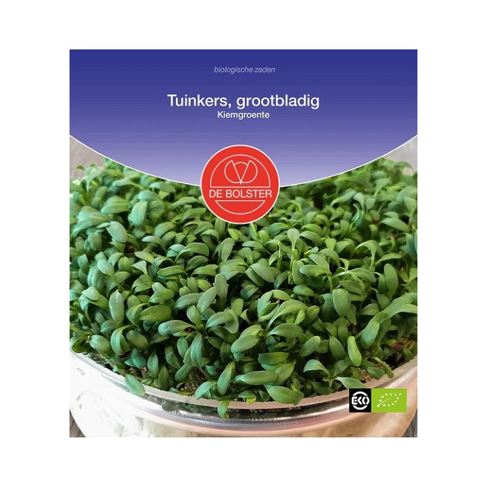 Kreš salata-krupna-Tuinkers, grootbladig - Kiemgroente Lepidium sativum-BS9015