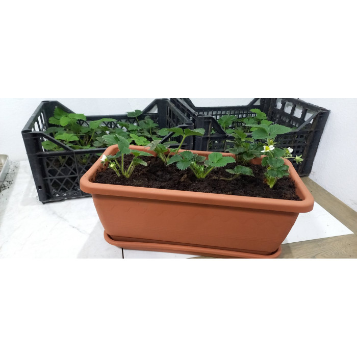 Jagode sadnice u saksiji-3kom-Clery-Strawberry seedlings in a pot-3pcs-Clery-MG2312345