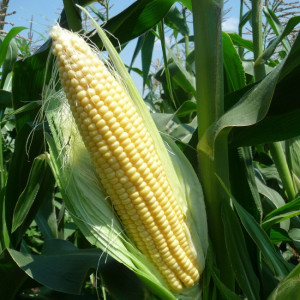 Kukuruz-secerac-Corn-23321