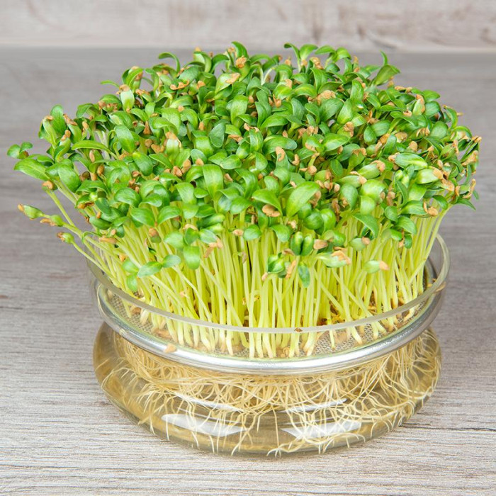 Piskavica mikrobilje-Fenugreek microgreens-MG9037