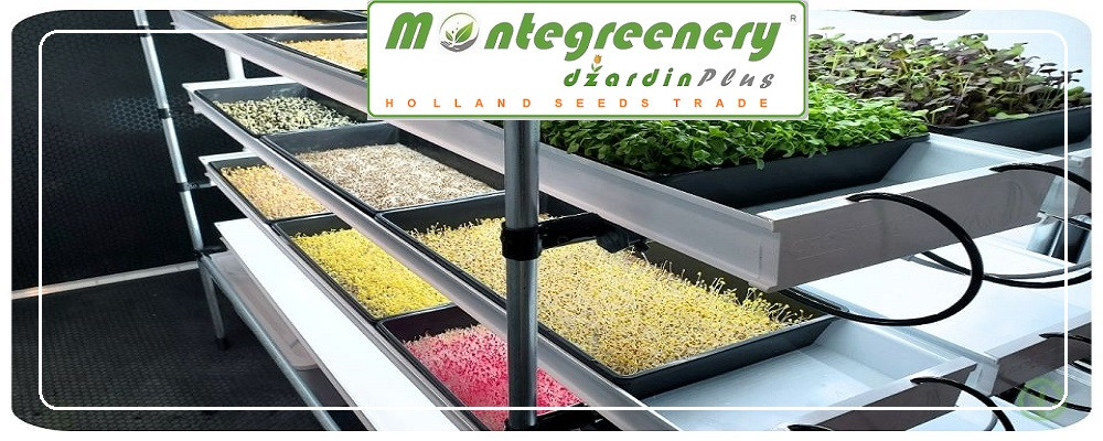 MIKROGREENS